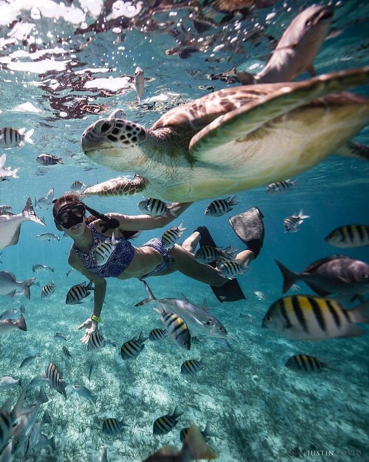 plongée en apnée avec de nombreuses créatures marines