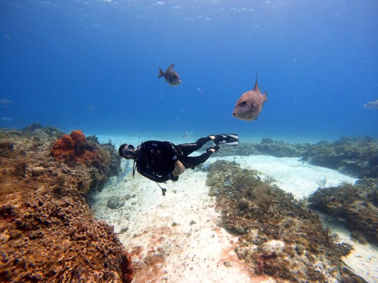 Top Freediving Safety Questions Answered by Experts