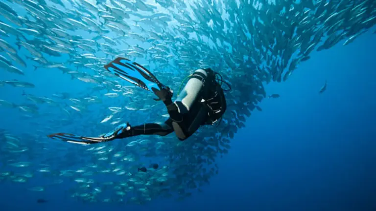 What Fins Are Best for Scuba Diving?